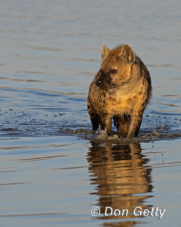 Spotted Hyena