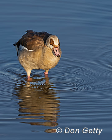 Egyptian Goose