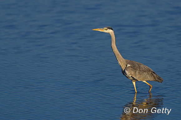 Grey Heron