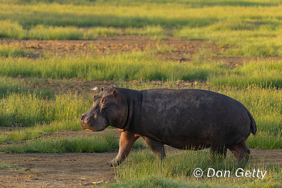 Hippopotamus