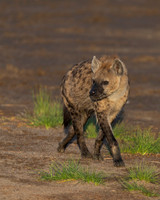 Spotted Hyena