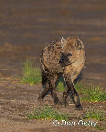 Spotted Hyena