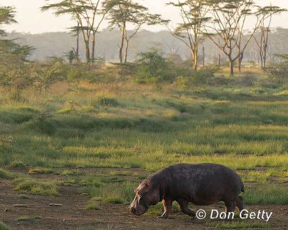 Hippopotamus