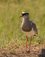 Crowned Lapwing