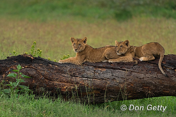 Lion cub