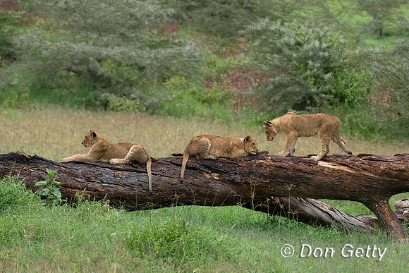 Lion cub