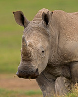 White Rhinoceros