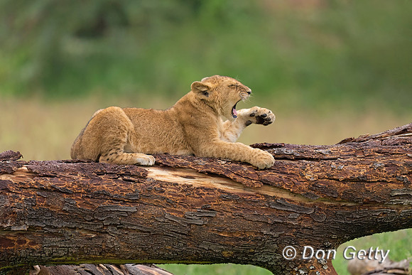 Lion Cub