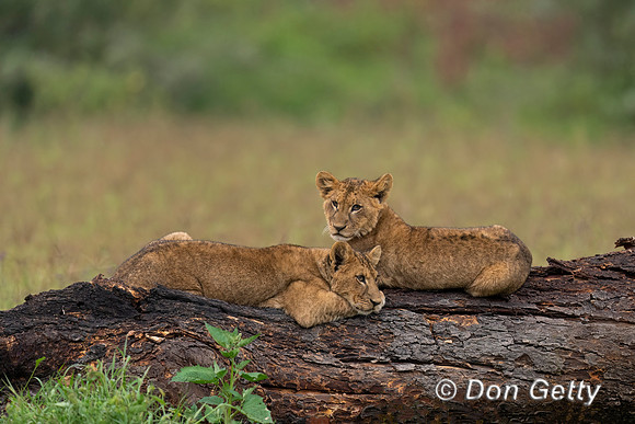 Lion Cub