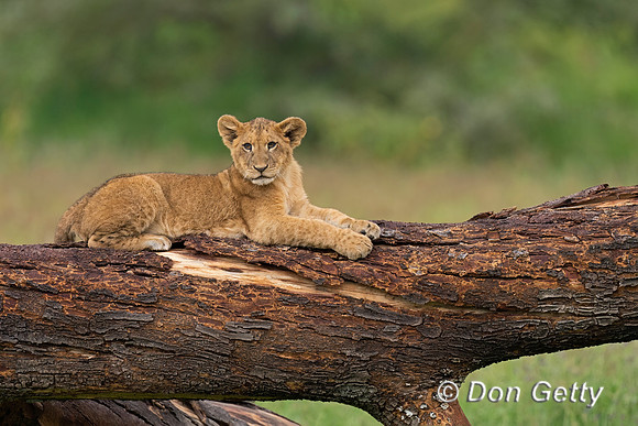 Lion Cub