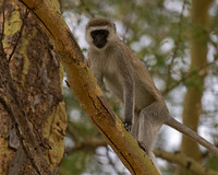 Black-faced Vervet Monkey