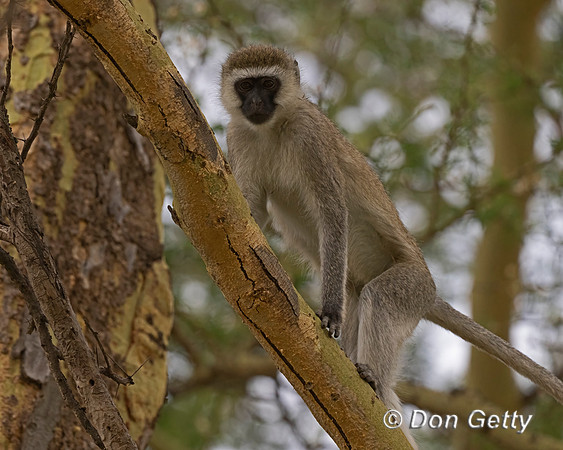 Black-faced Vervet Monkey