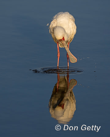 African Spoonbill