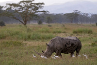 White Rhinoceros