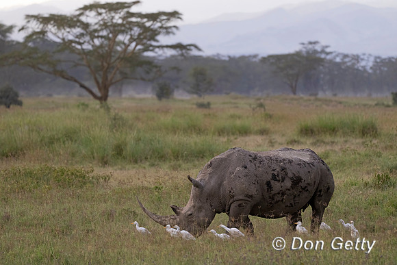 White Rhinoceros