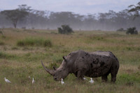 White Rhinoceros