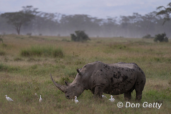 White Rhinoceros