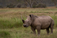 White Rhinoceros