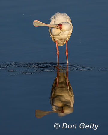 African Spoonbill