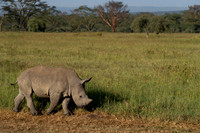 Rhinoceros, White