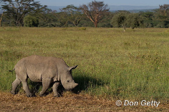 White Rhinoceros