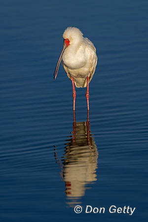African Spoonbill