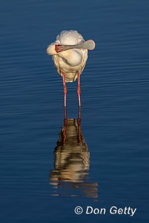 African Spoonbill