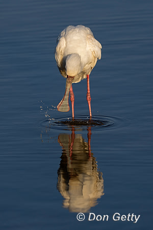 African Spoonbill