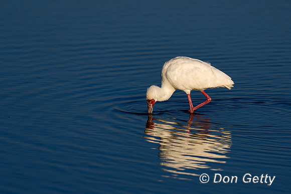African Spoonbill
