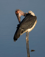 Marabou Stork