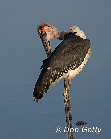 Marabou Stork