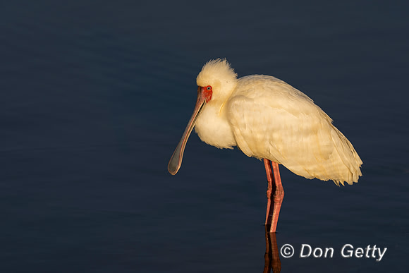 African Spoonbill