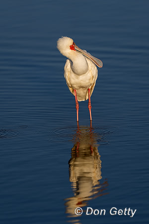 African Spoonbill