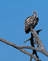 Ruppell's Griffon Vulture