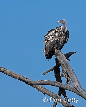 Ruppell's Griffon Vulture