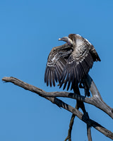 Ruppell's Griffon Vulture