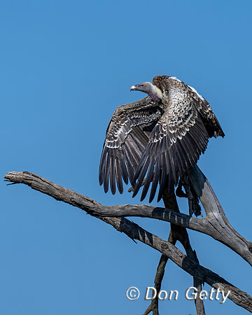Ruppell's Griffon Vulture