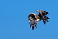 Ruppell's Griffon Vulture