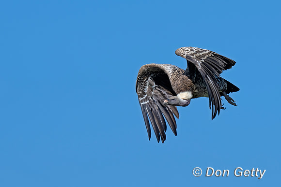 Ruppell's Griffon Vulture