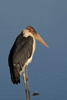 Marabou Stork