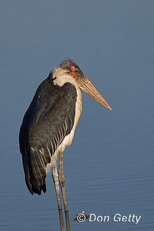 Marabou Stork