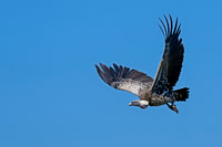 Ruppell's Griffon Vulture