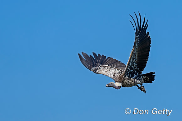 Ruppell's Griffon Vulture