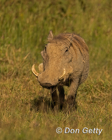 Warthog