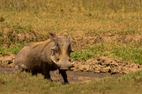 Warthog