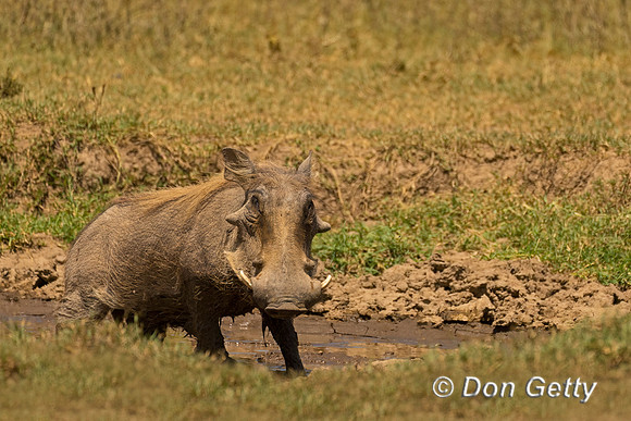 Warthog