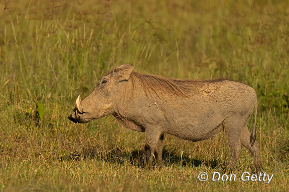 Warthog