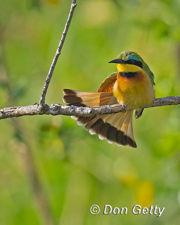 Little Bee-eater