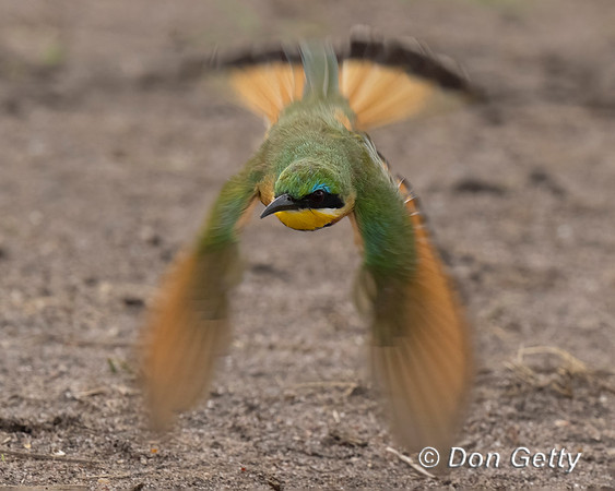 Little Bee-eater