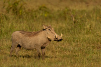 Warthog